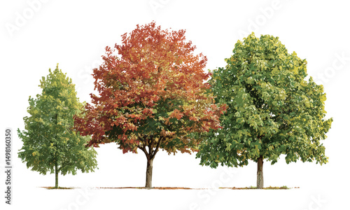 Vector illustration of isolated street trees in summer, Chestnut, red oak, maple, small and medium trees with transparent background, urban greenery, landscaping elements, nature scene.