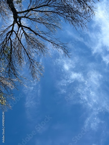 Leafless tree branches against clear blue sky