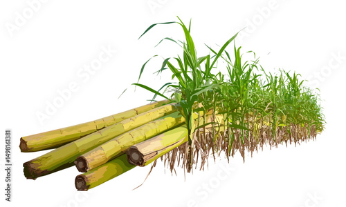 Cutout sugar cane vector illustration, tropical farm crop, natural sugar source, cane sticks, fresh agricultural harvest, sustainable farming, botanical plant, organic sweetener.