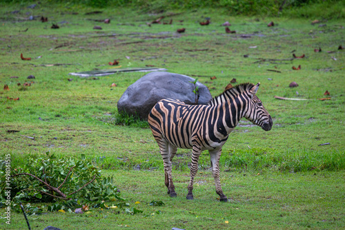 Lone zebra in the grasslands, Image shows a single striped zebra crossing over some wet grasslands after a down pour