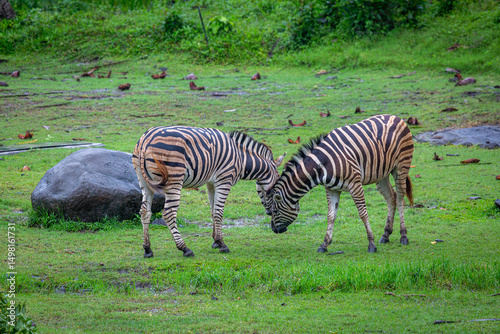 Photography Pair of zebras playing in the grassland, Image shows two zebras together on the