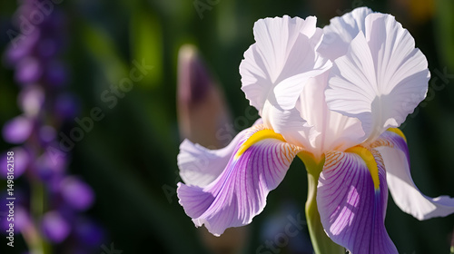 Light blooming close to Iris photo