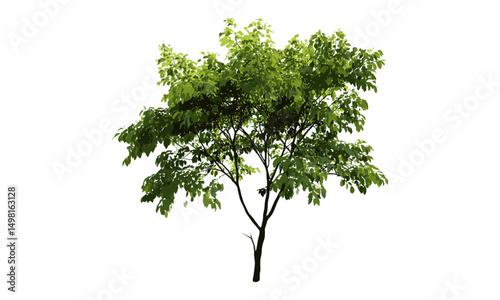 Tree green leaf isolate png file, botanical vector illustration, natural plant element, garden foliage, eco design, fresh leaf texture, seasonal flora, nature decoration, organic theme.