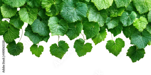 Grape leaves vine plant branch with tendrils in vineyard isolate on transparent background