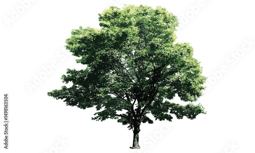 Isolate green leaf tree png file, natural botanical element, vector illustration, foliage texture, outdoor greenery, organic leaf design, seasonal nature theme, eco-conscious art, plant decoration.