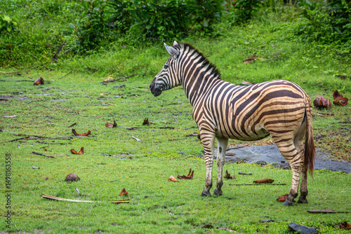 Photography Lone zebra in the grasslands, Image shows a single striped zebra crossing over s