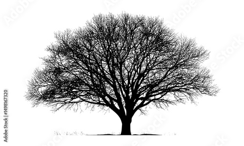 Vector illustration of tree silhouette, clean white background, forest graphic, outdoor environment, nature symbol, plant shape, green life concept, organic design, natural scenery.