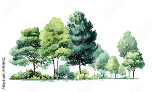 Vector illustration showing watercolor green tree side view for architectural exterior, spring garden, isolated on white, landscape section, forest detail, botanical element, nature scene, cutout.