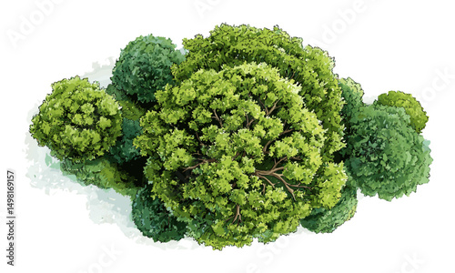 Watercolor tree top view vector illustration isolated on white background for landscape architecture, garden layout, environment planning, green grass, outdoor design elements.