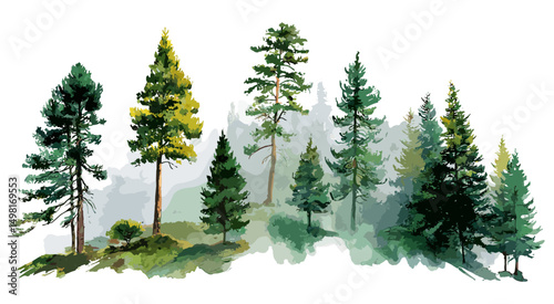 Woodland pine trees, mountain forest view, green nature illustration, watercolor landscape art, vector illustration, scenic outdoor forest, hiking trail, peaceful wilderness scene.