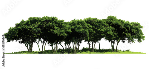 Cluster of green trees, nature forest landscape, tree foliage group, vector illustration, environment theme, leafy woods, isolated png, plant ecosystem, scenic nature backdrop.
