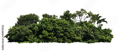 Green forest trees group, leafy foliage collection, vector illustration, scenic woodland plants, natural landscape design, tree cluster cutout, wilderness graphics, forest background.
