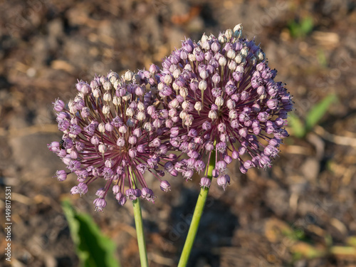 Close-up of onion inflorescences