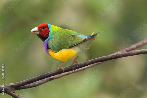 Australia. Close-up of Gouldian finch on limb.