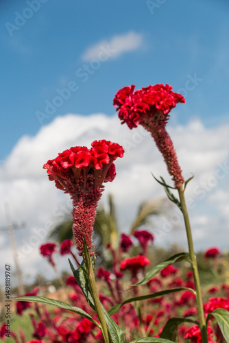 Cuba, Havana. Red, fuzzy flowers, variation of statice flower.