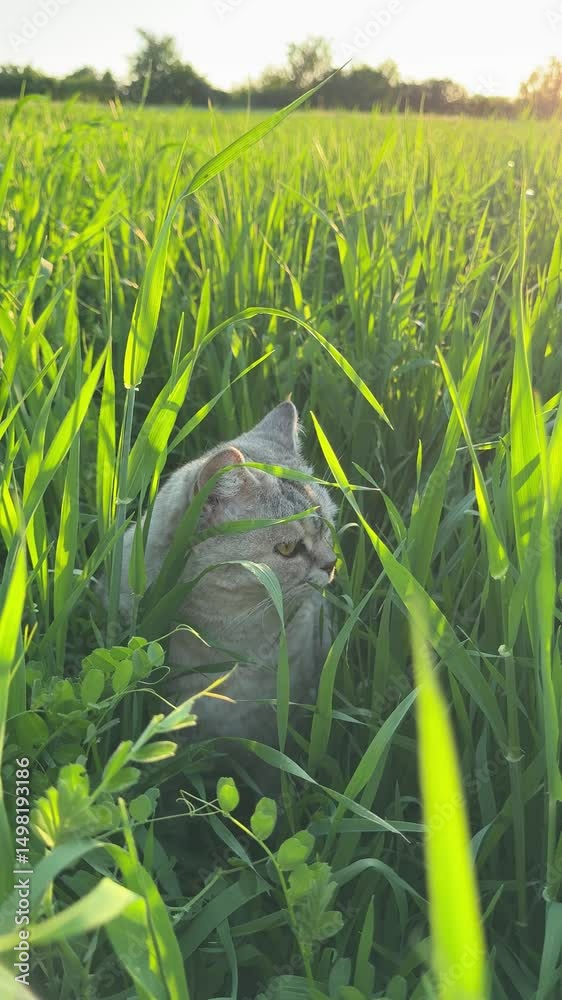 Funny cat standing in field grass, vertical video.