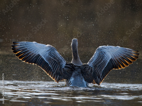 Graylag Goose (Anser anser), probably the ancestor of the domesticated geese. Germany, Bavaria, Munich