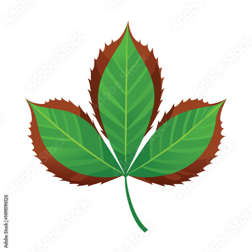 Chestnut leaf vector art illustration. green leaves on white background . Collection of Chestnut leaf  logo, icon vector.
