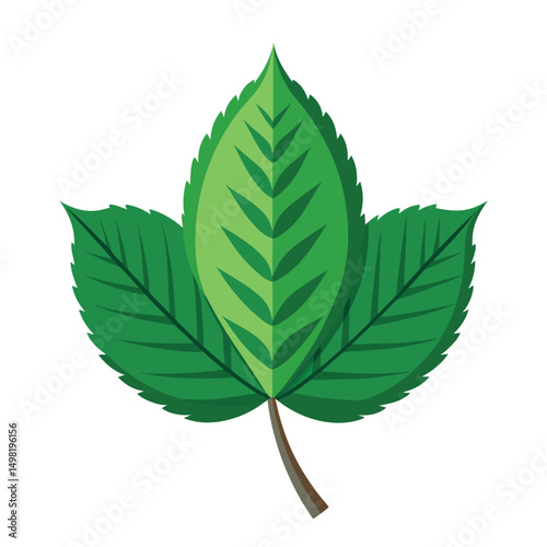 Chestnut leaf vector art illustration. green leaves on white background . Collection of Chestnut leaf  logo, icon vector.