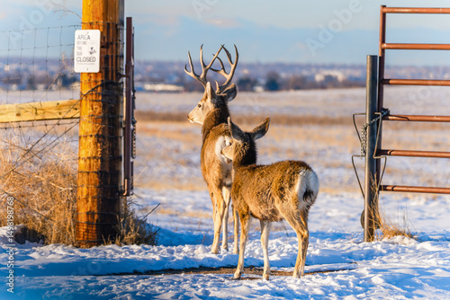 A Mule Deer Buck with its yearling entering an open gate leading into the fenced off area exclusively for the animals at Rocky Mountain Arsenal Wildlife Refuge in Colorado.