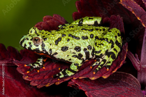Studio image of Fire-bellied toad.