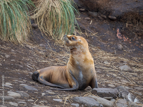 Colony on Bleaker Island. South American Sea Lion. South America, Falkland Islands. photo