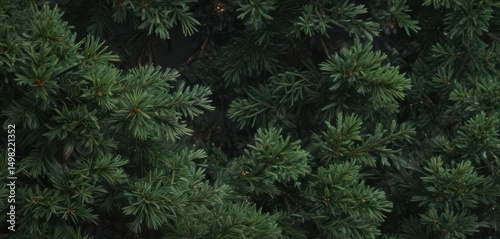 Wallpaper Mural Deep green pine branches, abundant needles, festive backdrop,  evergreen branches,  holiday background,  fir Torontodigital.ca