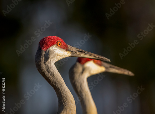 Sandhill cranes are tall regal birds.