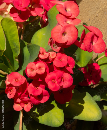 flor roja