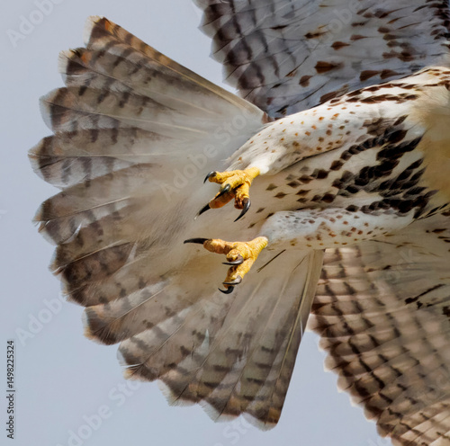 USA, Indiana, Carmel. Close-up of hawk talons in flight. photo