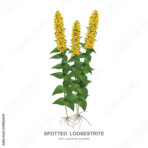 Loosestrife spotted (Lysimachia punctata) - moisture-loving cultivated grassy perennial. Botanical drawing with stems, yellow inflorescences, leaves, roots and plant name isolated on white background.