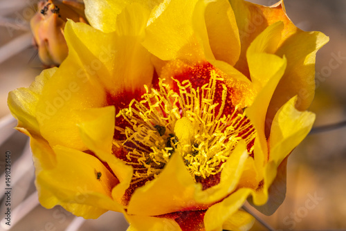 USA, Texas, Big Bend National Park. Prickly pear cactus blossom close-up.