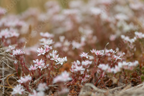 Canvastavla English stonecrop (sedum anglicum) flowers in bloom