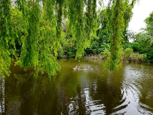 Green vegetation and plants by the side of the lake water. Family of geese swimming in lake.