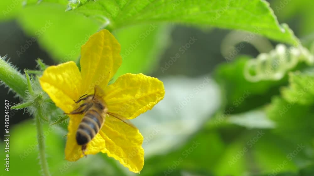 The bee lands gently on the cucumber flower and extracts nectar from its heart. This helps the garden to blossom and bear fruit. We can observe the diligent work of the bee The bee lands gently on the cucumber flower and extracts nectar from its heart. This helps the garden to blossom and bear fruit. We can observe the diligent work of the bee