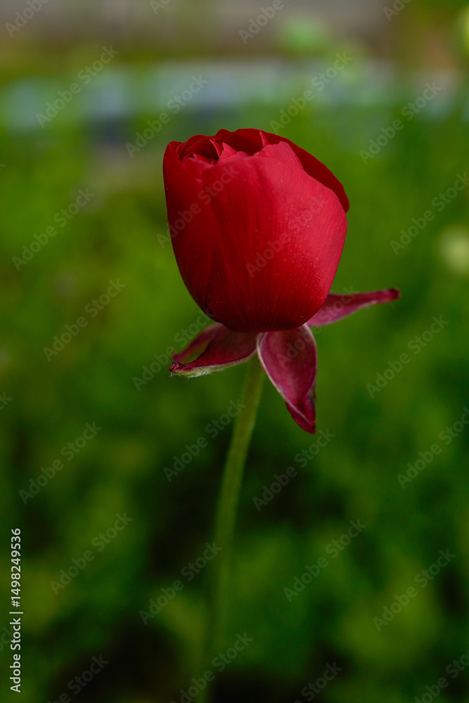 Red ranunculus flower blooming in an outdoor garden. Red ranunculus flower blooming in an outdoor garden.