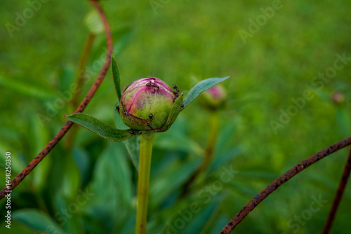 Fototapeta Naklejka Na Ścianę i Meble -  Large peony flower head with ants crawling on it. Organic growing outdoors.