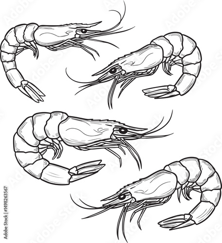 Four line art drawings of shrimp seafood ocean food