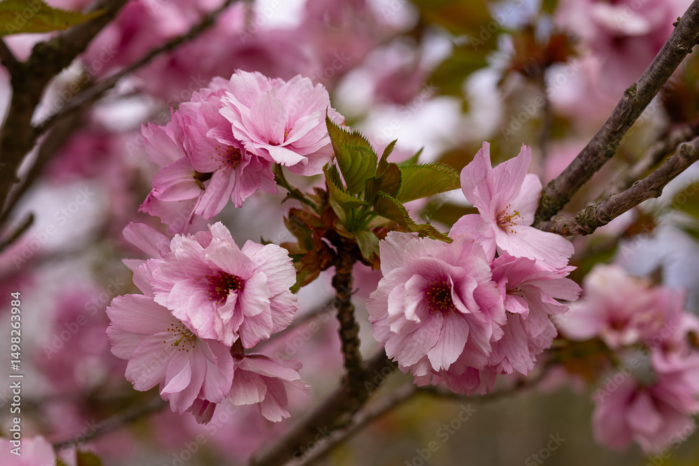 Obraz premium Close-up of vibrant pink double blossoms of Japanese cherry tree Prunus serrulata Kanzan in full spring bloom. Delicate petal texture, botanical beauty and ornamental value in urban landscapes