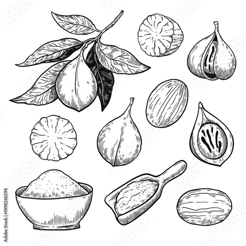 Set of nutmeg plant and nuts. Black and white hand-drawn illustration. Collection of vector design elements