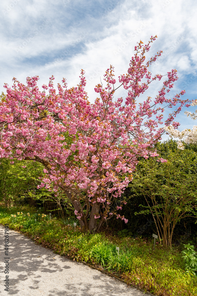 Naklejka premium Japanese cherry or Prunus Serrulata Kanzan plant in Saint Gallen in Switzerland 19.4.25