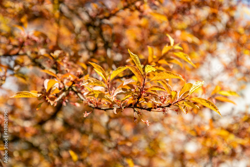 Cherry plum or Prunus Cerasifera Hessei plant in Saint Gallen in Switzerland 19.4.25 photo