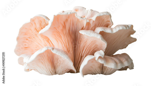 Pink oyster mushroom close up macro shot edible fungi gourmet ingredient food photography on transparent background