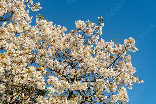 Foto Japanese cherry or Prunus Serrulata Jo Nioi plant in Saint Gallen in Switzerland 19