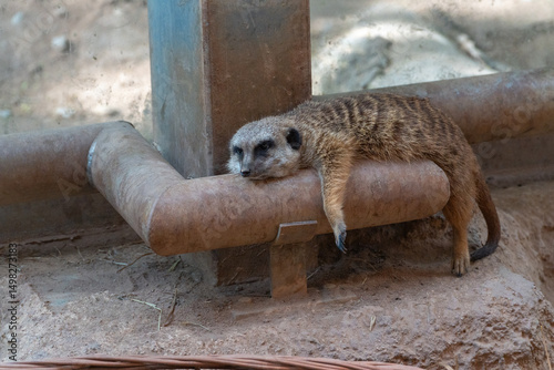 Bild auf Leinwand meerkat on guard