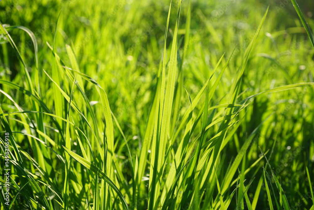 Obraz premium Green herbaceous plants. Fresh grass. Close-up. Sunny day. Beautiful bright nature background. Spring. Forest glade. Outdoors environment eco ecology concept.