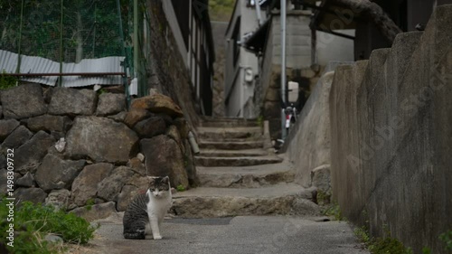 坂の町の地域猫 （広島県尾道市, 2025年4月） photo