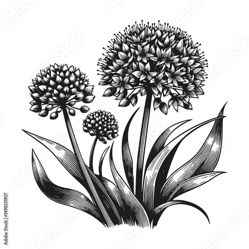Detailed black and white illustration of allium flowers and foliage.