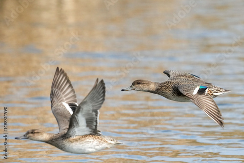 eastern spot billed duck