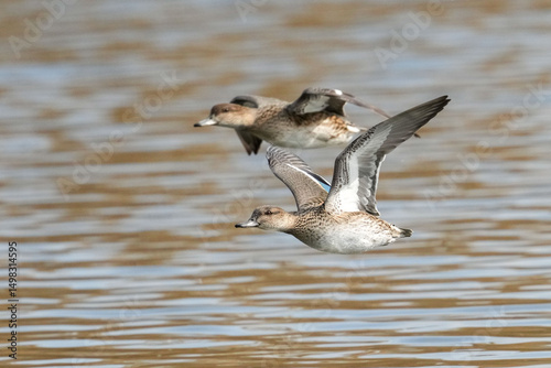 eastern spot billed duck